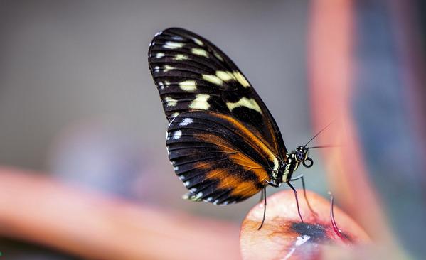 Borboleta dentro de casa: sinal de esperança ou alerta espiritual? Entenda agora