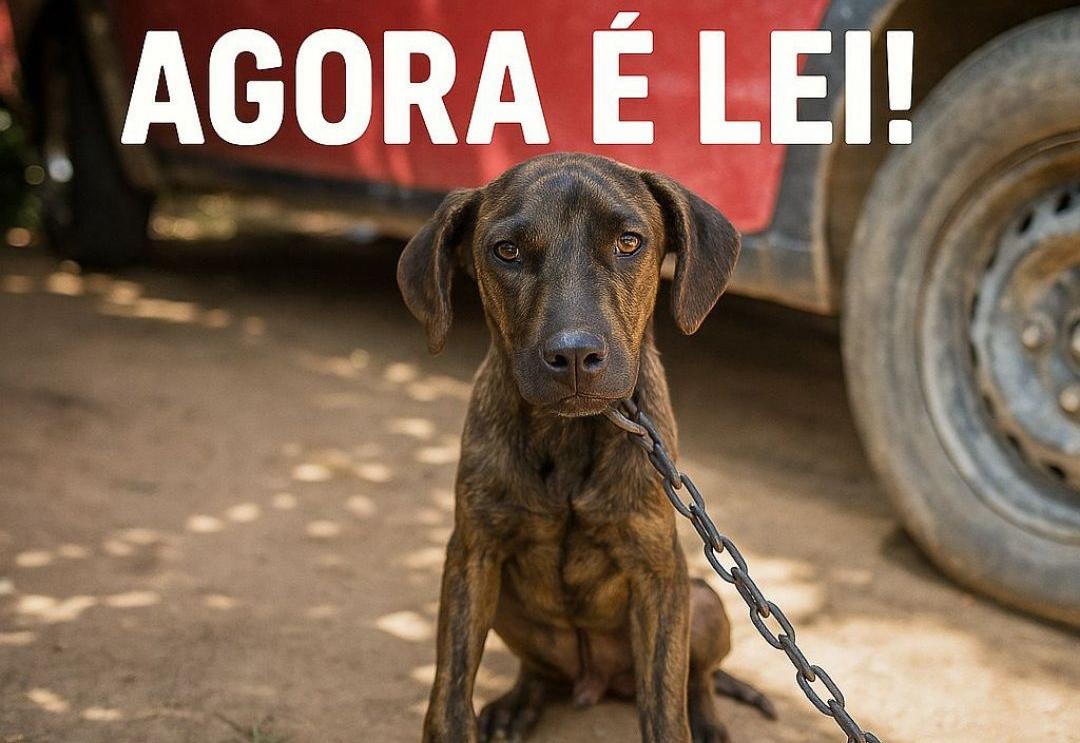 Nova lei proíbe manter cachorros amarrados no Brasil: entenda o que muda