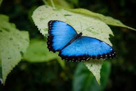 🦋 229 Pares: Estudo Revela Qual Animal Tem o Maior Número de Cromossomos Conhecido pela Ciência
