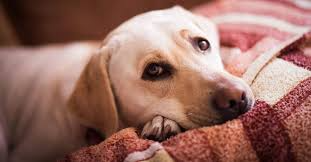😔 4 Sinais de Depressão Canina e Como Tratar: Entenda Quando Seu Cachorro Está Sofrendo em Silêncio