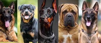 Confira 5 raças de cachorros ideais para guarda em 2025: segurança, lealdade e força