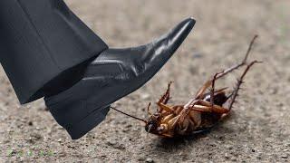 Como Acabar com Baratas: Veneno Caseiro Seguro e Eficaz