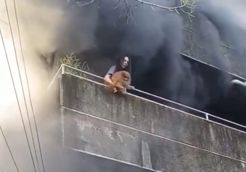 Vídeo: mulher joga cachorros de prédio para salvá-los de incêndio