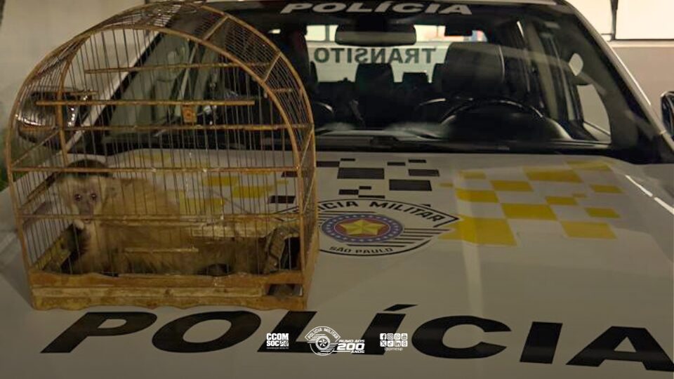 Polícia Militar flagra transporte ilegal de macaco na Marginal Tietê