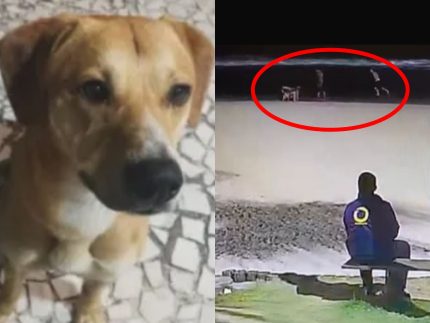Vídeo flagra momento em que jovens tentam afogar cão caramelo no mar