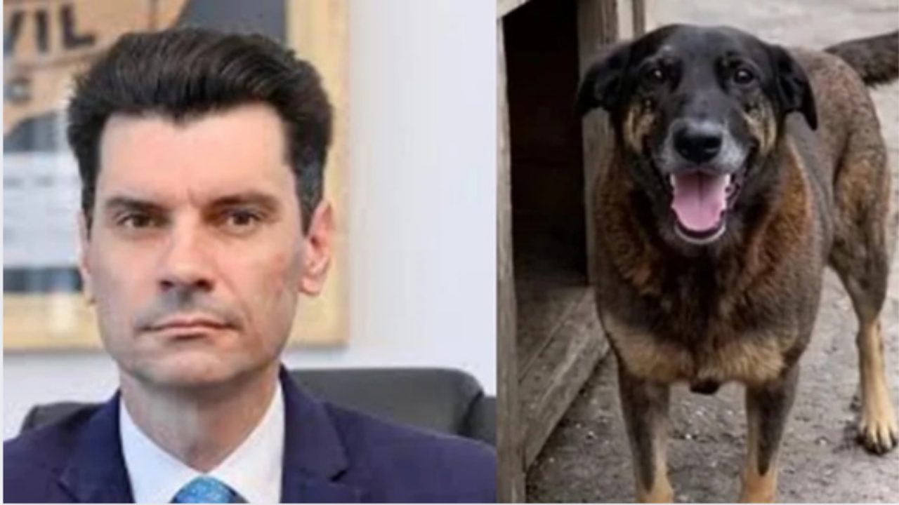 Ministério Público apura conduta de delegado-geral em caso do cão Orelha