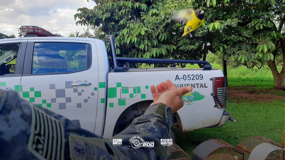 Polícia Ambiental resgata 30 aves em Americana e intensifica luta contra cativeiro ilegal