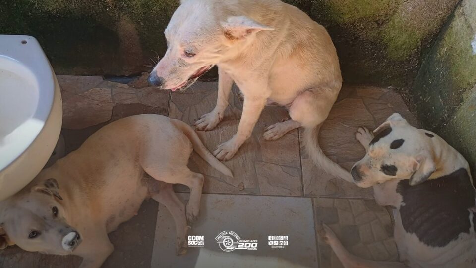 Polícia Militar prende homem por maus-tratos a animais em Ubatuba