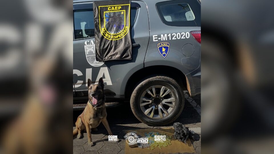CAEP apreende mais de 1 kg de drogas com auxílio de cão farejador em Suzano
