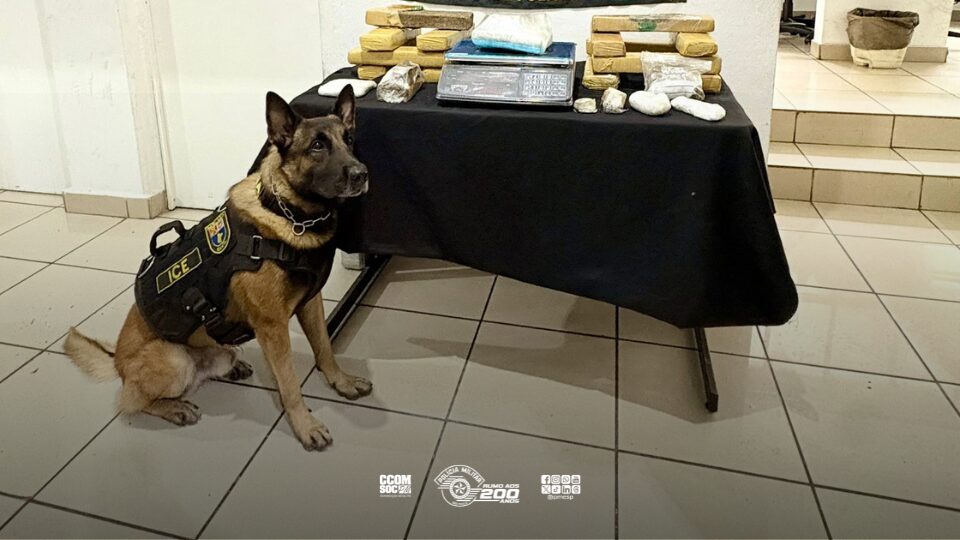 Cães do Canil do Choque encontram mais de 16 kg de maconha na São Remo