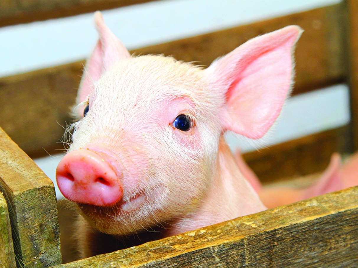 Paciente de 56 anos sobrevive por dias com fígado suíno modificado antes de transplante humano