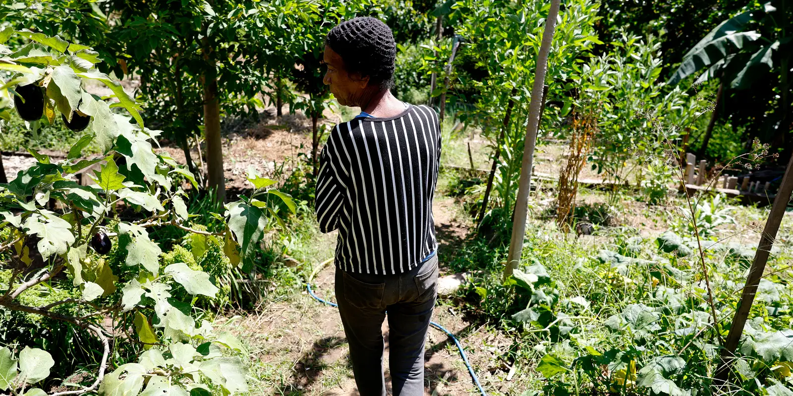 Horta comunitária do Salgueiro integra memória, cuidado e cidadania no Rio