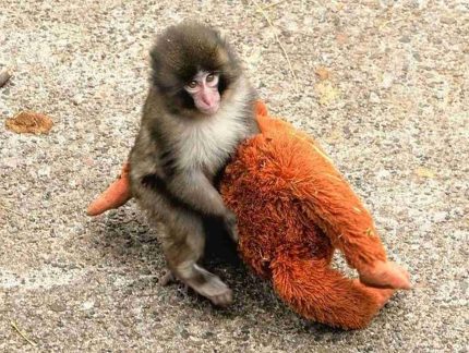 Zoológico assegura bem-estar de macaco Punch, apesar de rejeição materna e tensões sociais