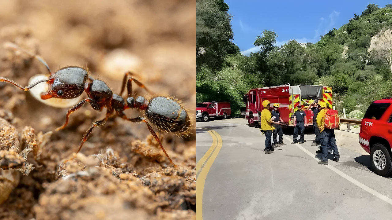 Mulher é socorrida de helicóptero após reação alérgica a picadas de formigas em trilha