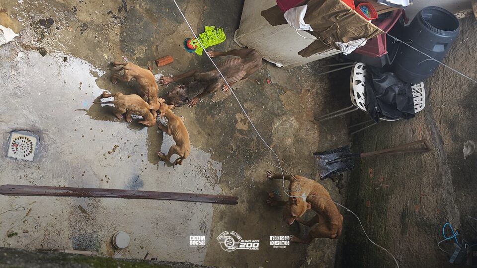 Polícia Militar detém dois por maus-tratos e resgata cães em situação de abandono