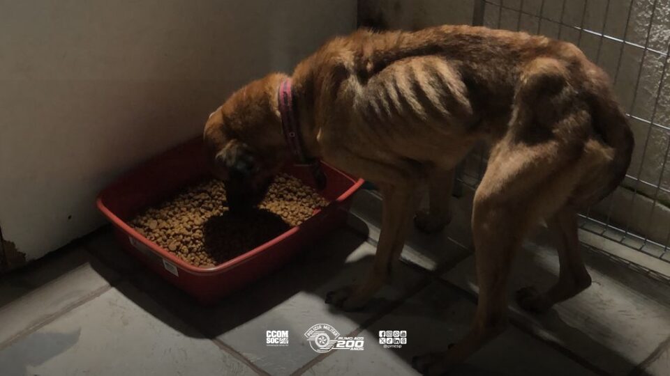 Polícia Militar salva cães vítimas de maus-tratos na zona leste de São Paulo