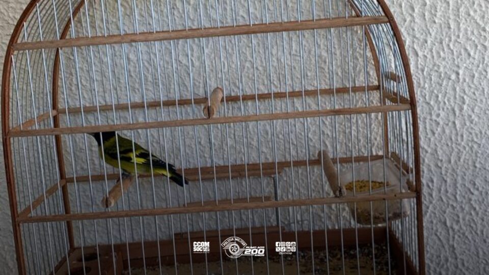 Policiamento ambiental flagra crimes e resgata pássaros em Pariquera-Açu
