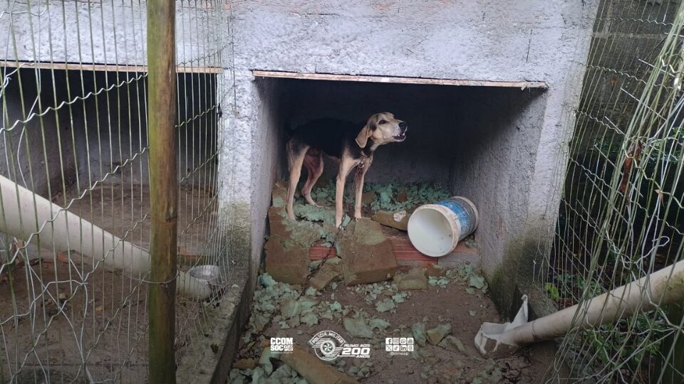 Polícia Ambiental prende indivíduo por crueldade contra animais em Ubatuba