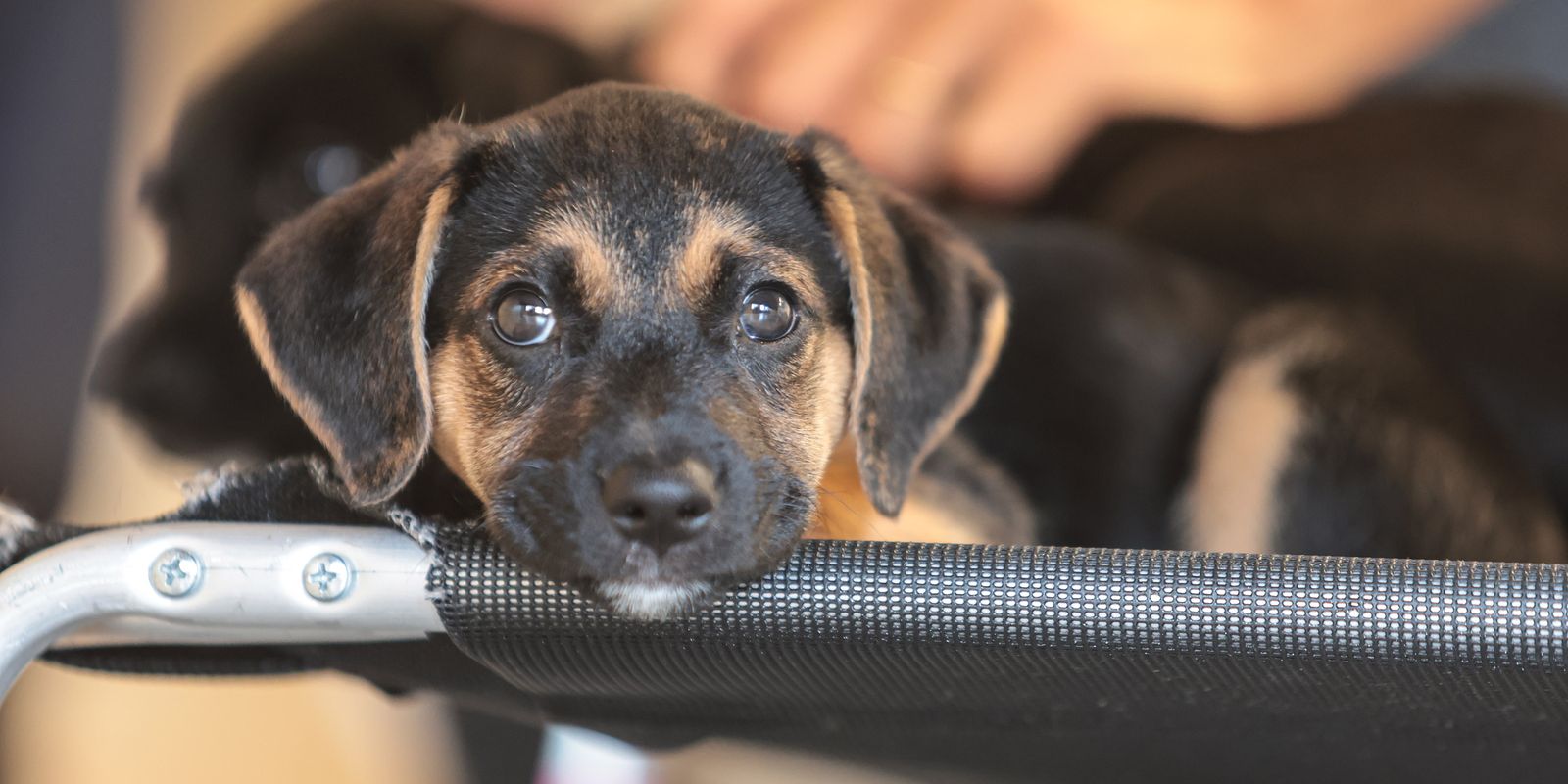 Mapa inicia consulta pública para medicamentos veterinários genéricos e similares