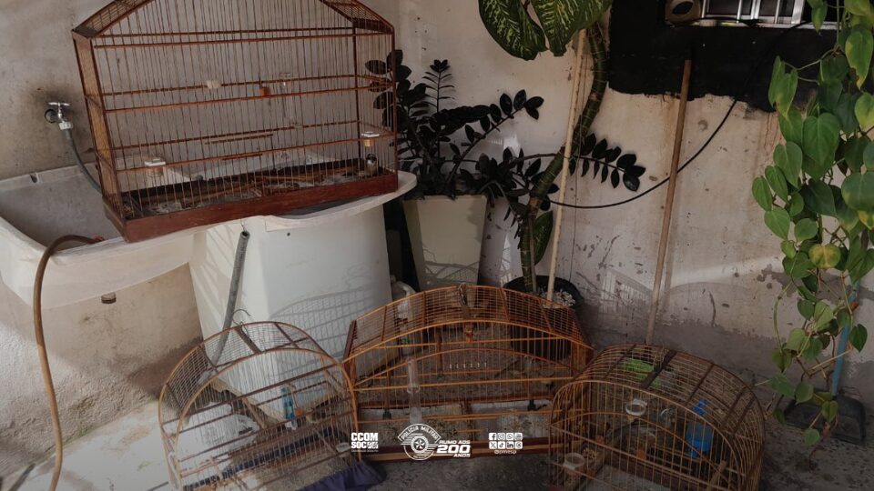 Polícia Ambiental apreende pássaros silvestres em cativeiro irregular em Piracicaba