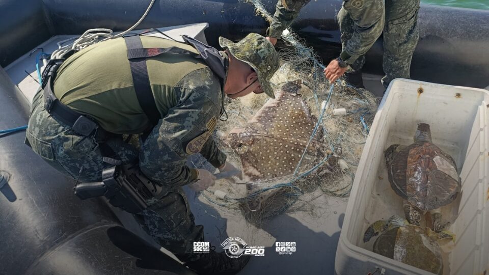 Polícia Ambiental encontra animais marinhos mortos após flagrar pesca ilegal em São Vicente