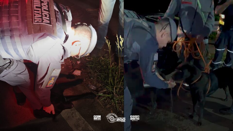 Polícia Militar auxilia no salvamento de cachorros em área de risco em Mairiporã
