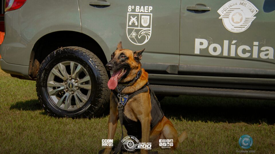 Canil do 8º BAEP realiza treinamento em Assis-SP