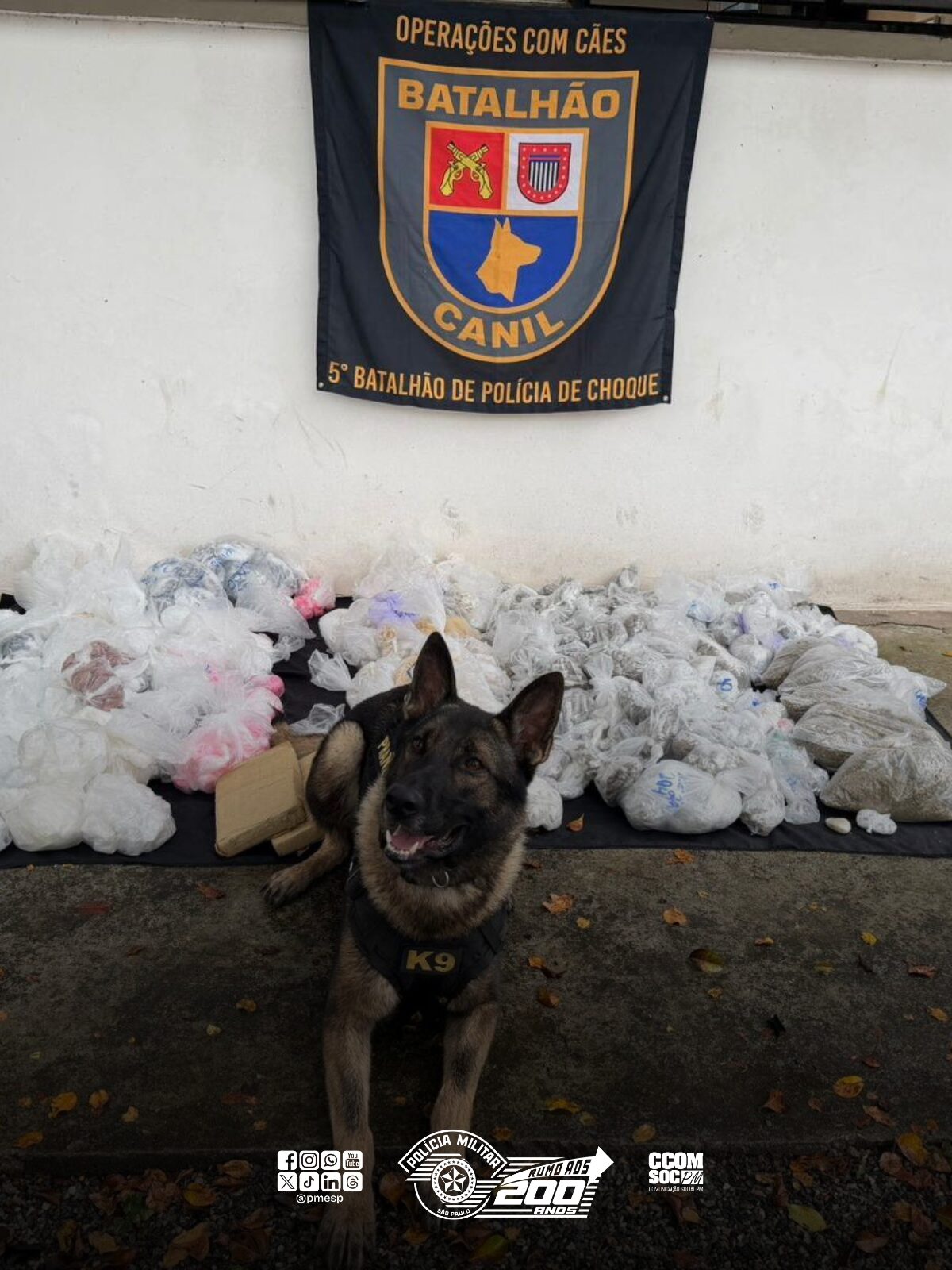 Cão farejador da PM encontra mais de 43 quilos de drogas em Paraisópolis