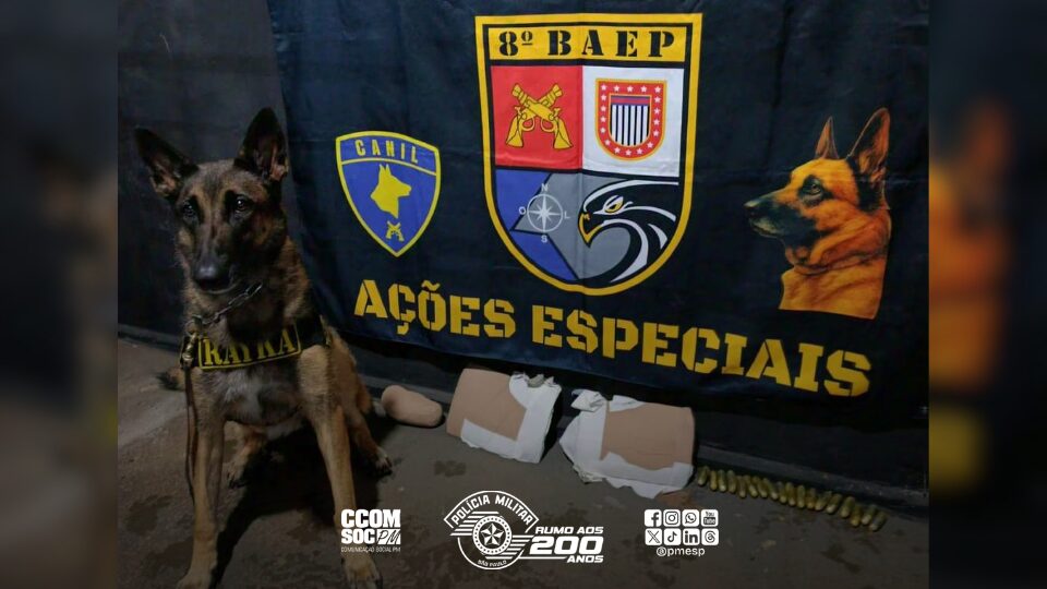 Cão farejador do 8º BAEP localiza cocaína em ônibus boliviano e quatro são detidos