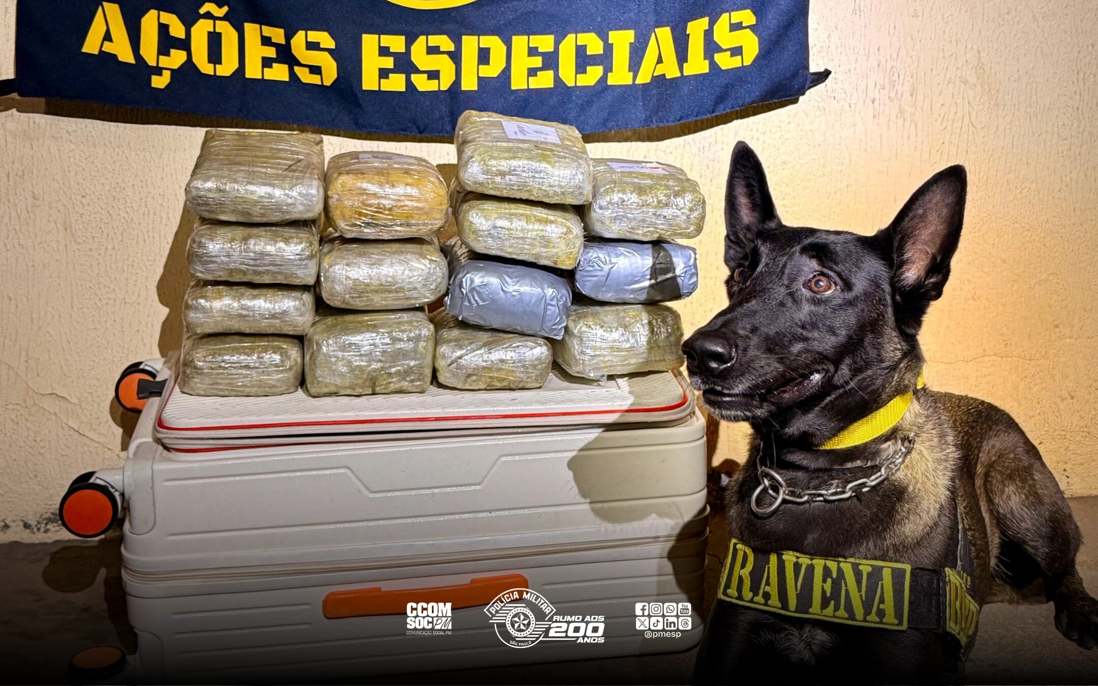 8º BAEP apreende mais de 7kg de skunk em operação no interior de São Paulo 