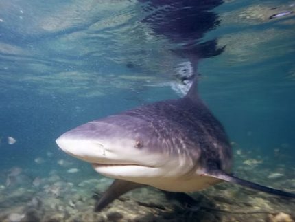 Menino de 11 anos sofre ataque de tubarão na Praia de Piedade e tem perna amputada