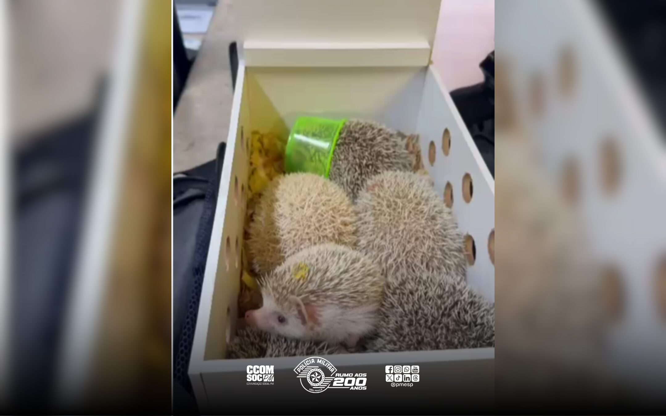 Ouriços são resgatados em Operação do Policiamento de Trânsito na Capital