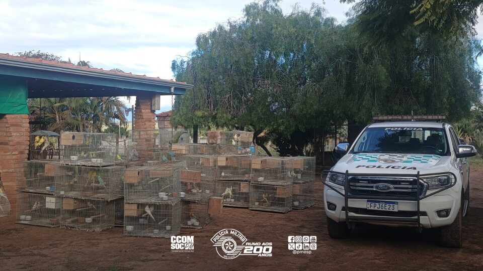 Policiamento Ambiental resgata 179 aves mantidas em situação de maus-tratos em Pirassununga/SP