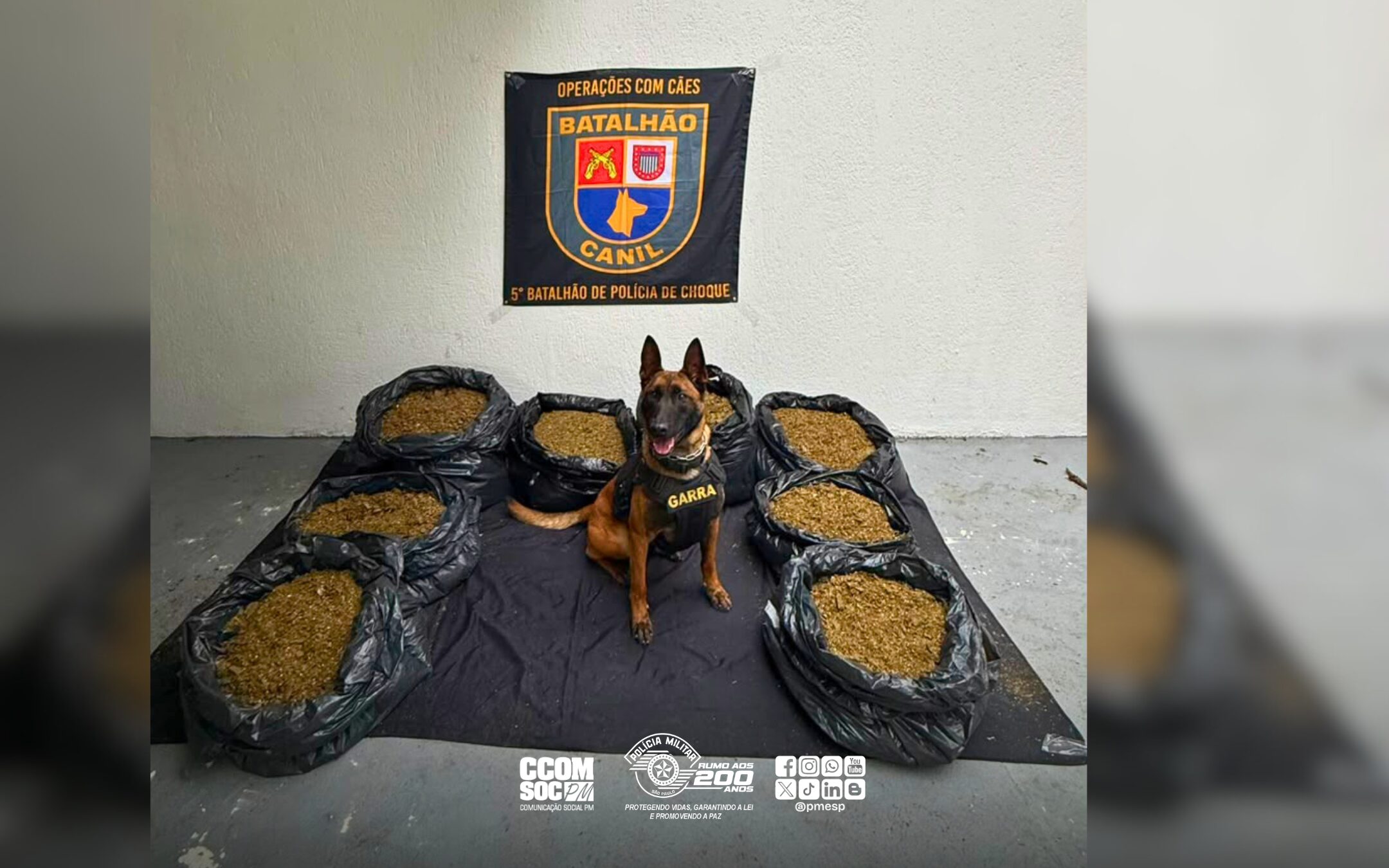 Operação contra o tráfico termina com apreensão de mais de 118 kg de maconha após atuação do Canil da PM