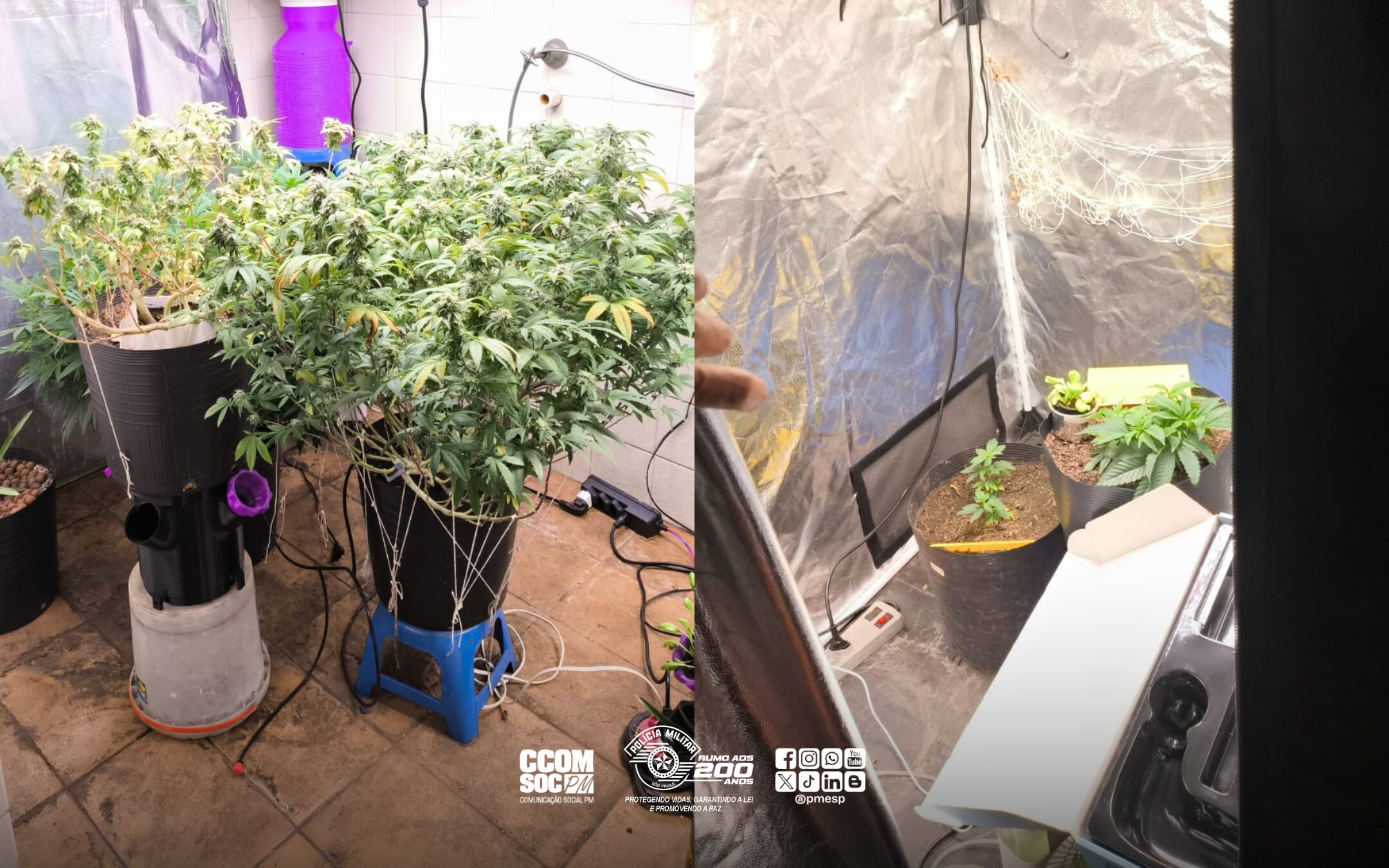 PM encontra estufa para cultivo de maconha e apreende drogas na zona oeste da capital