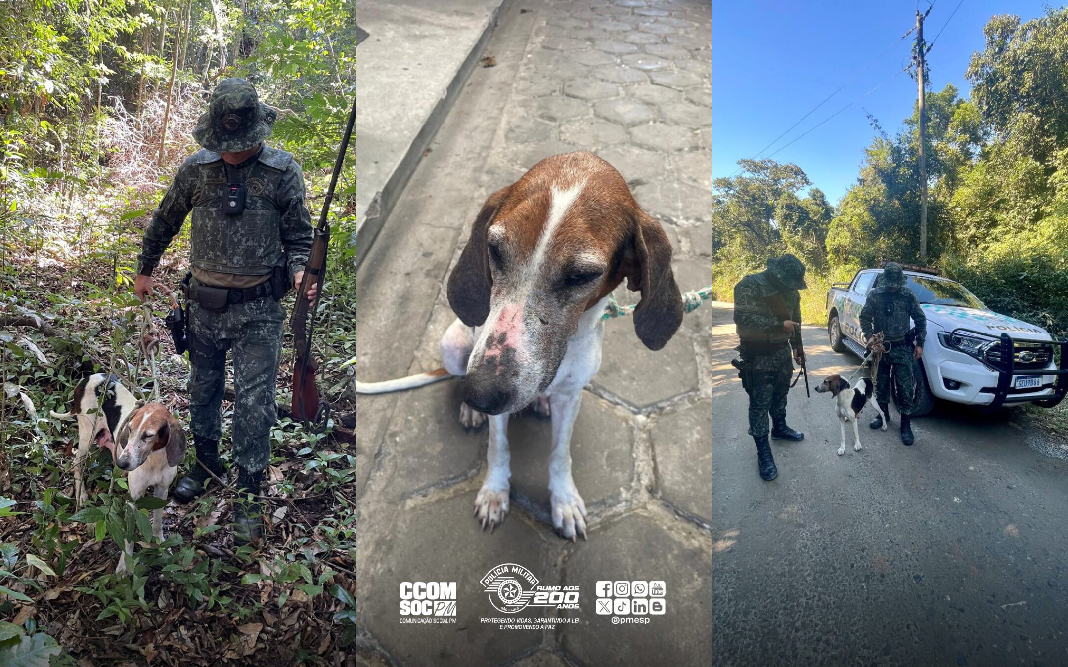 Polícia Militar Ambiental apreende arma e resgata cão durante ação contra caça ilegal em Iguape