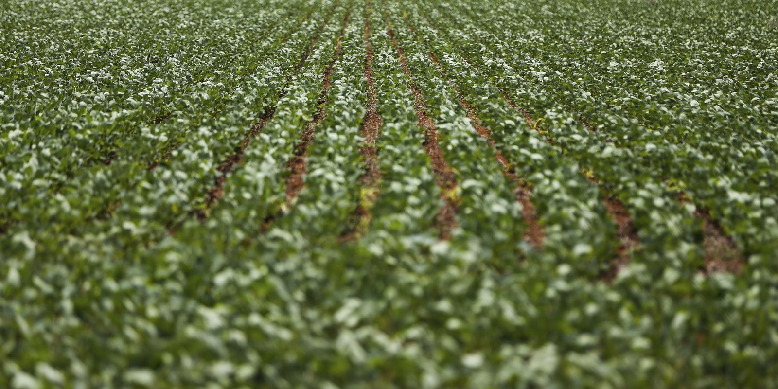 Impasse entre governo e agronegócio impede acordo sobre renegociação de dívidas rurais