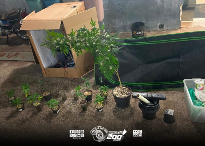 PM localiza cultivo de maconha e prende indivíduo por tráfico em Batatais  