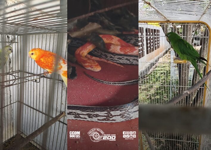 Polícia Ambiental apreende 18 animais mantidos irregularmente em residência de Taubaté 