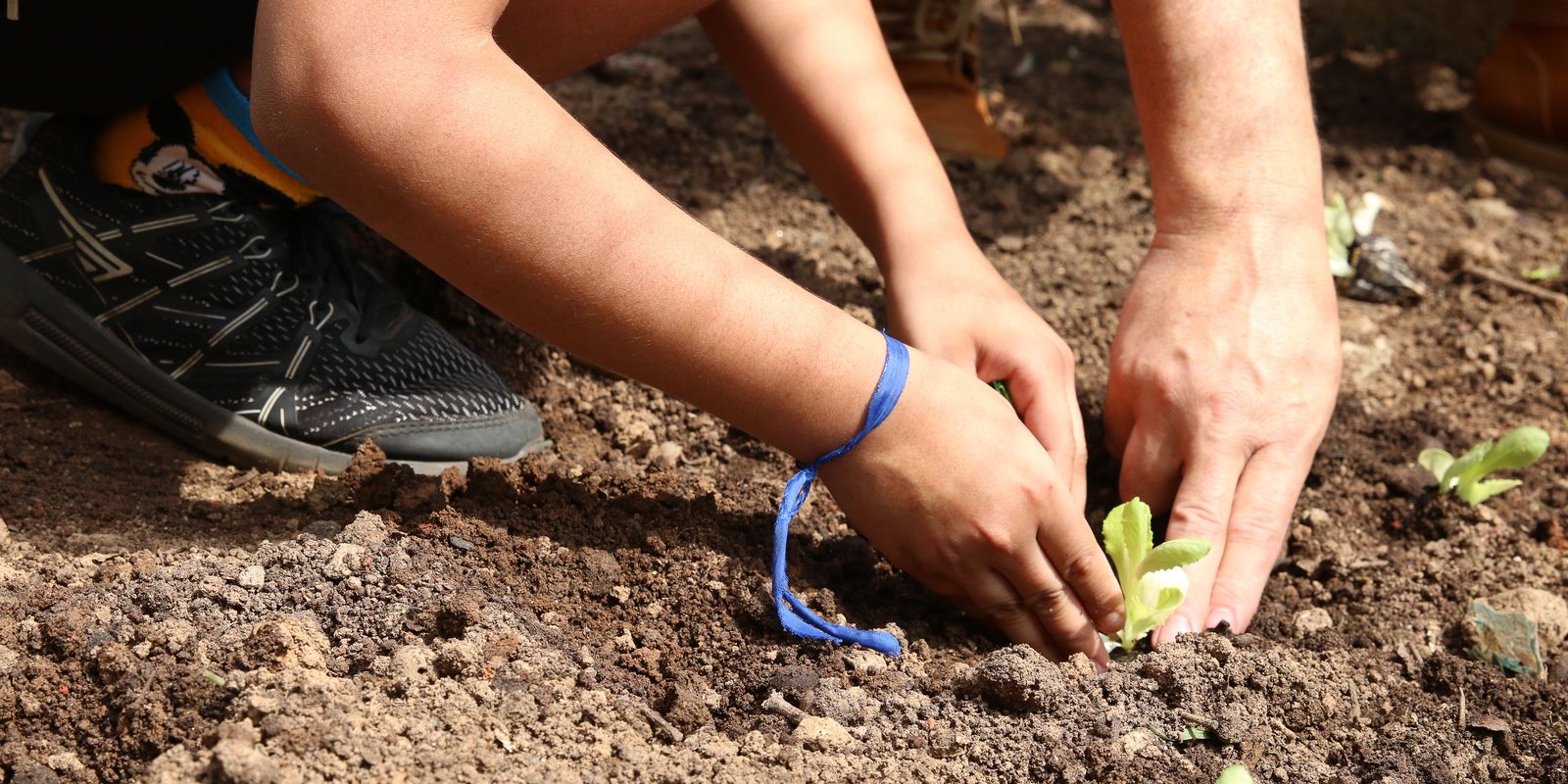 Entidades lançam a campanha agroecologia nas eleições e cobram compromissos em SP