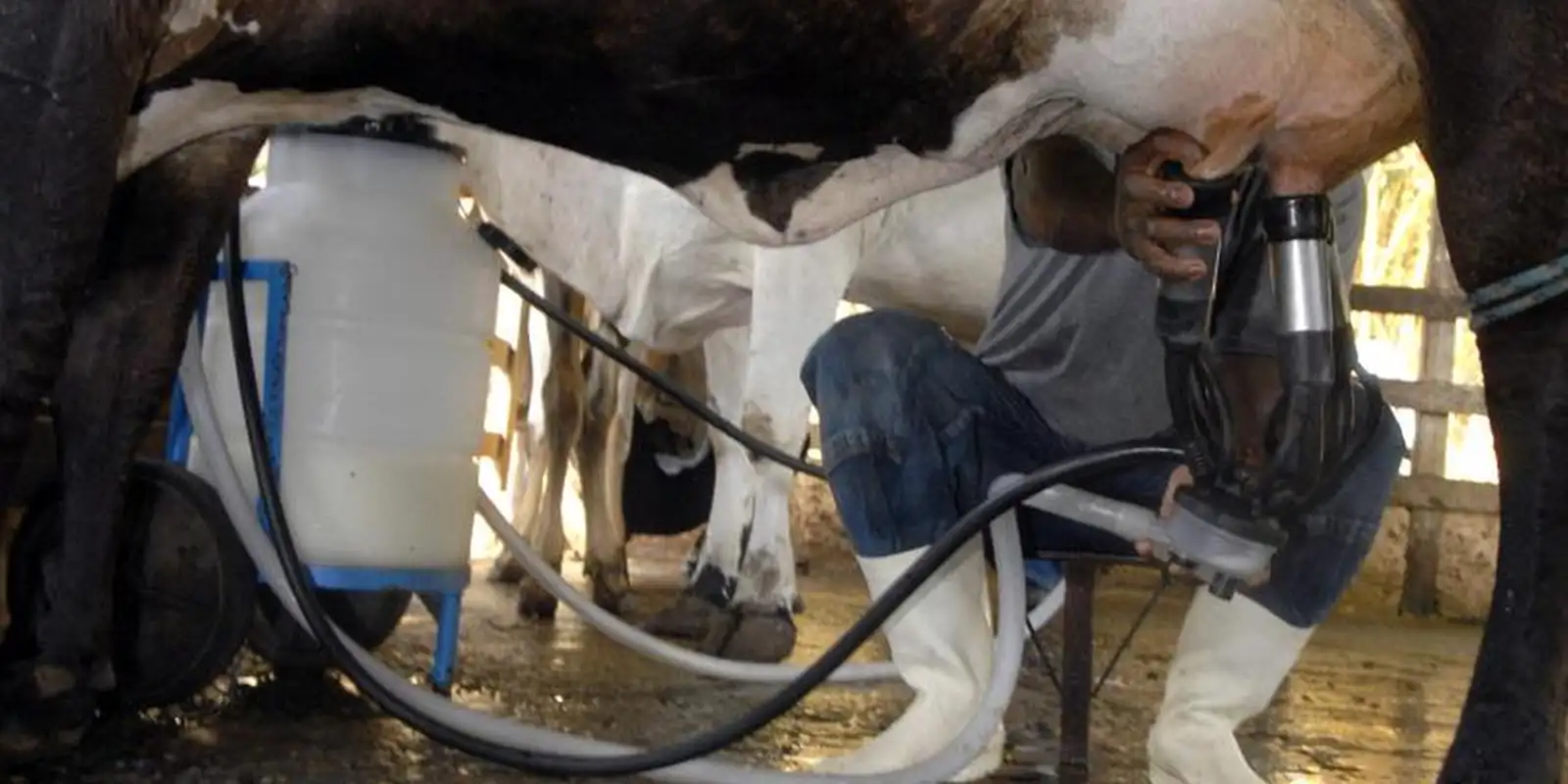 Produção de leite atinge patamar recorde no país com alta de produtividade