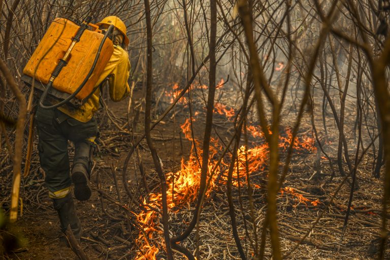 Projeto propõe uso da pecuária na prevenção de incêndios no Pantanal
