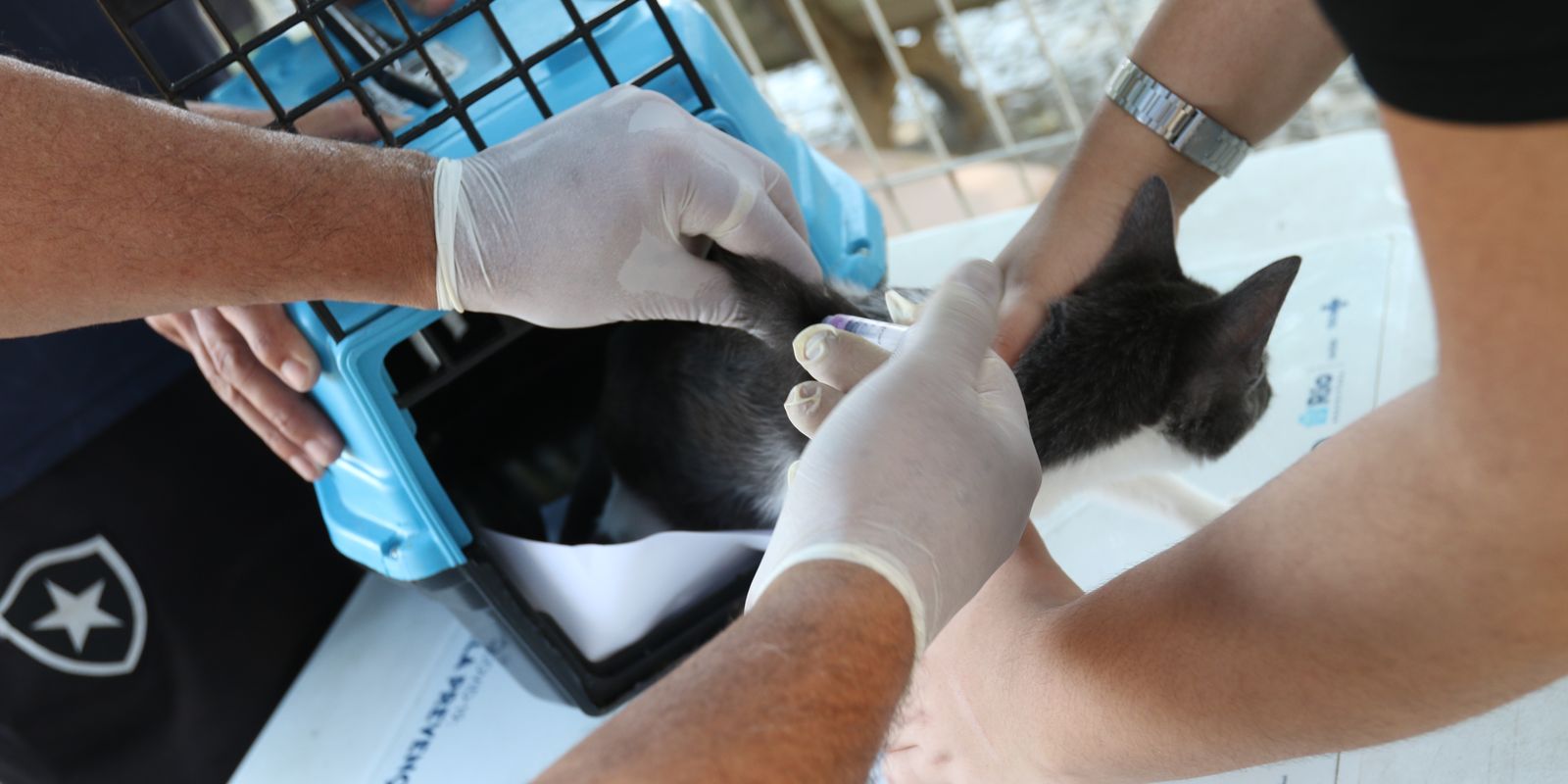 Rio confirma caso de raiva animal após cão ter contato com morcego