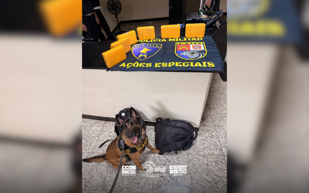 Cadela Pandora fareja maconha e PM prende passageira em Presidente Prudente
