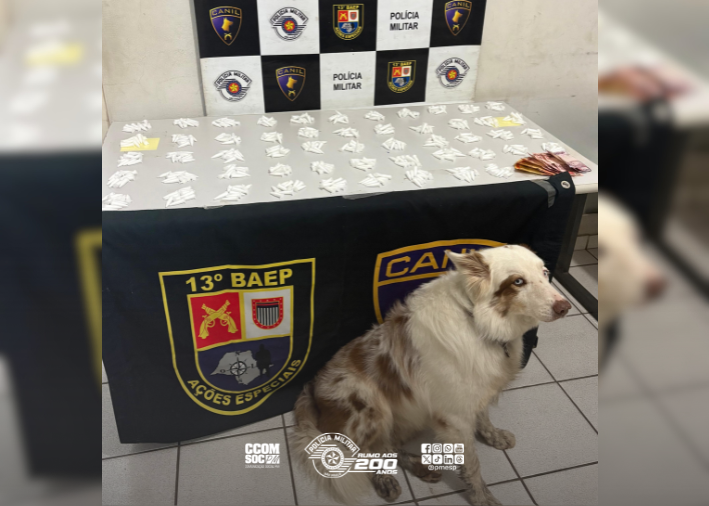 Cão policial Bruce ajuda a prender homem com 528 porções de cocaína em Marília