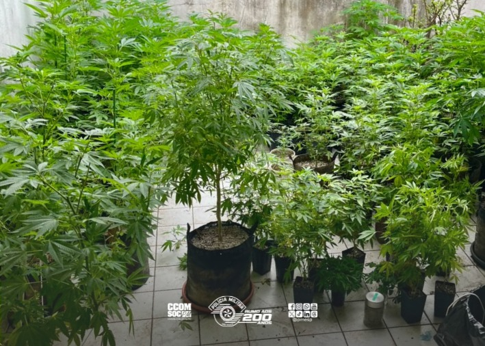 Polícia localiza 228 plantas com características de maconha em imóvel na zona sul de São Paulo