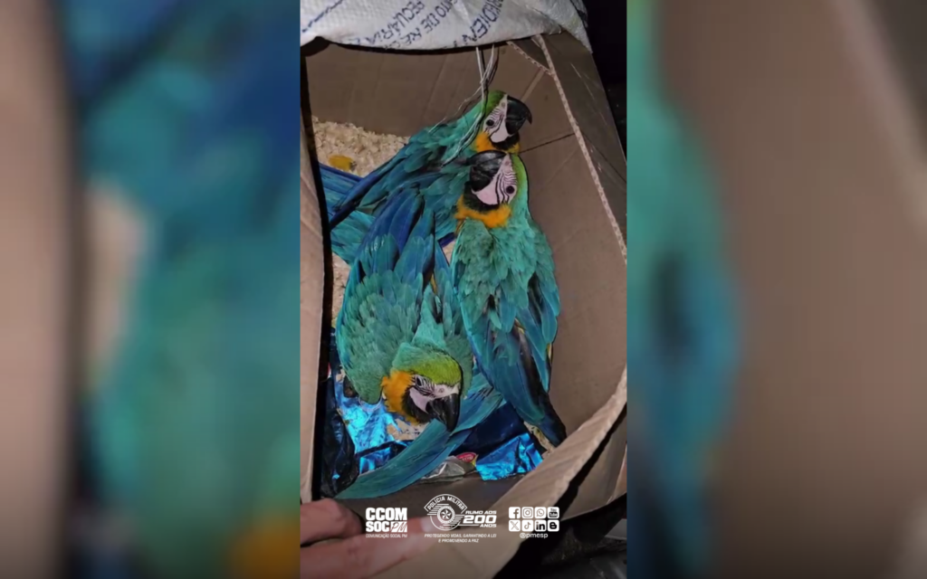 Quatro são presos com araras amarradas dentro de caixa em Ubatuba