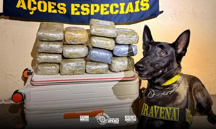 8º BAEP apreende mais de 7kg de skunk em operação no interior de São Paulo 