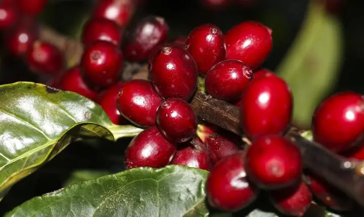 Estados Unidos isentam produtos estratégicos do Brasil de novas tarifas