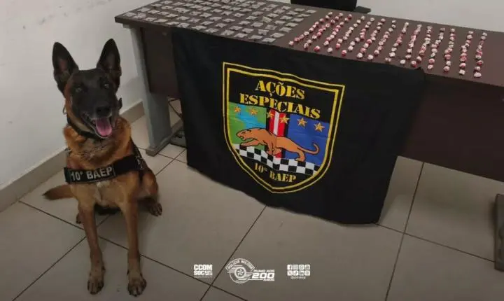 BAEP detém suspeito por tráfico de drogas com auxílio de cão policial em Sumaré, São Paulo